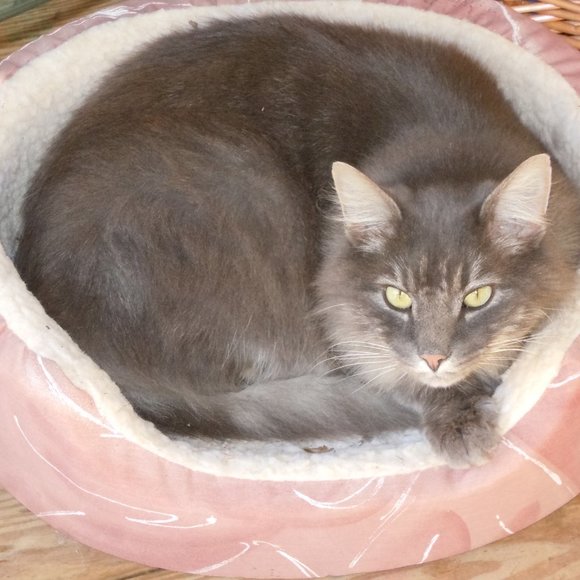 Meet your Posher, Orrin - Picture 9 of 10